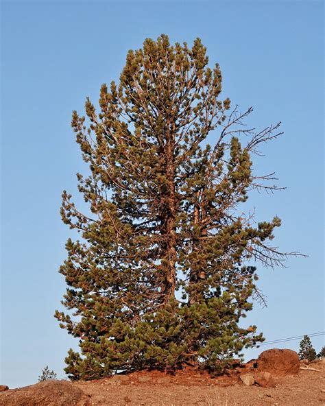 Pinus albicaulis (White-bark Pine) – 10,000 Things of the Pacific Northwest