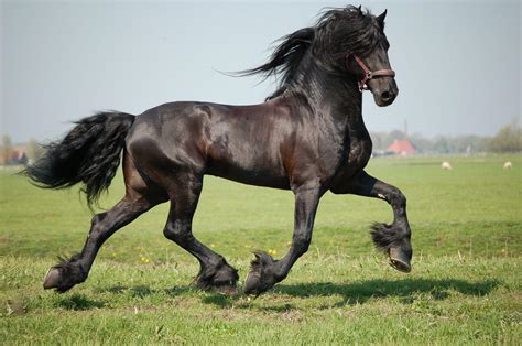 Friesian Horse Wallpapers - Wallpaper Cave