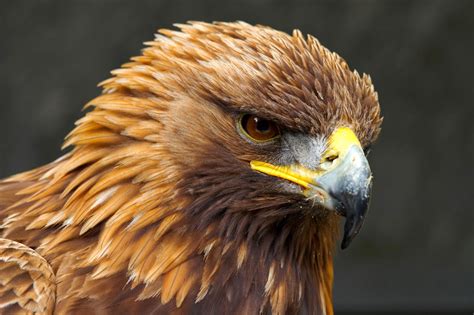 Golden Eagle Bird Photos With Pictures