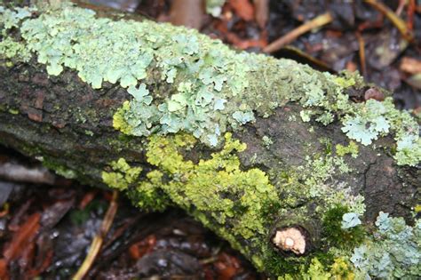 Filnore Woods Blog: Lichen