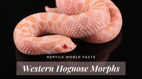 10 Stunning Western Hognose Snake Morphs - ReptileWorldFacts ...