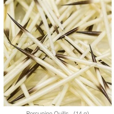 Porcupine Quills - Etsy