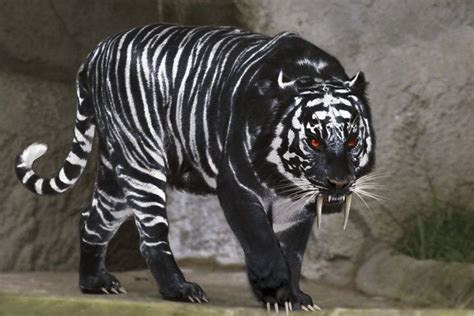 Black Tigers | Pet tiger, Rare animals, Unusual animals