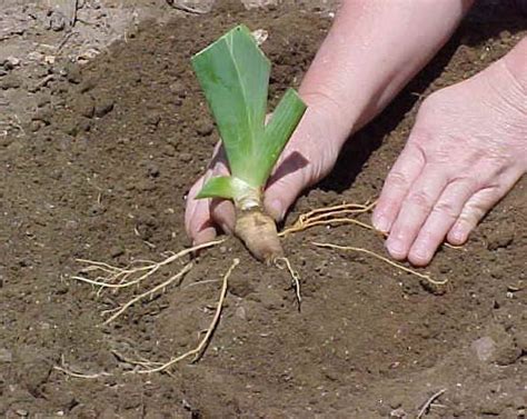 Iris Basics: Planting and Caring for Your Irises | Historic Iris Preservation Society