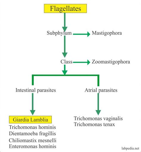 Intestinal Flagellates In Stool | Decoration Examples