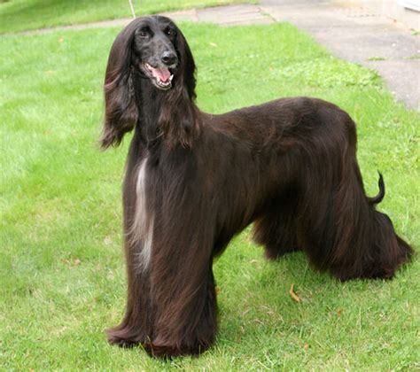 Afghan Hound - Pictures, Puppies, Facts, Behavior, Life Cycles | Animals Adda