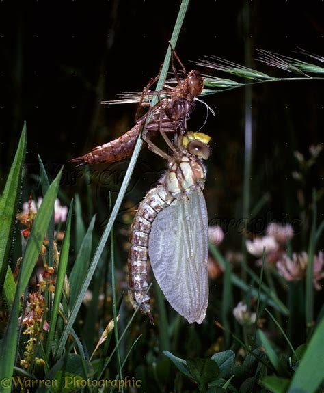 Southern Aeshna Dragonfly hatching photo WP18600