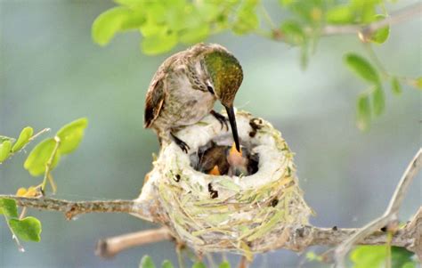 Hummingbird Nest Facts - Hummingbirds Plus