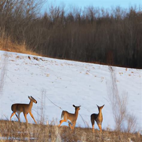 How Far Do Whitetail Deer Travel? Examining Migration Patterns and ...