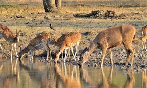 15 Best Places to Experience Wildlife in Bihar