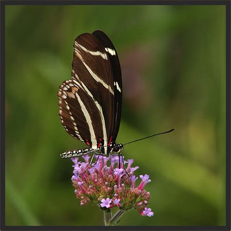 Zebra Longwing Butterfly