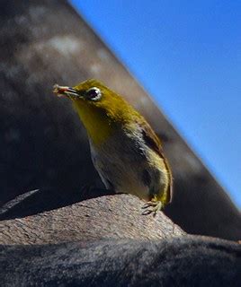 White-eye (Zosterops palpebrosus), Honolulu, Hawaii | Flickr