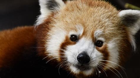 Louisville Zoo welcomes new red panda Sundara to zoo | whas11.com