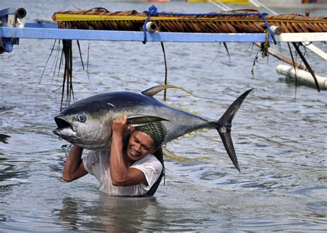 Unique Side of Traditional Indonesia Tuna Fishing - Dry Catfish Smoked ...