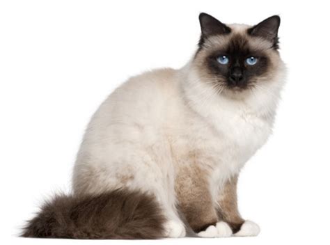 Siamese vs Birman - Breed Comparison | Petzlover