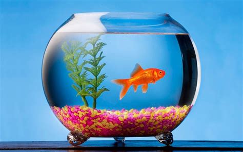 Aquarium and Fish Bowls Market is Projected to Show up at US$ 3.0 ...