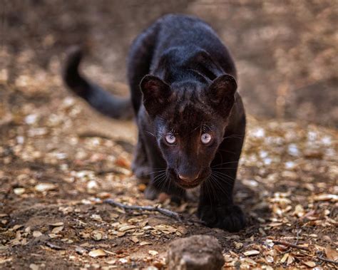 Black Leopard Cub Photograph by Fred Hood