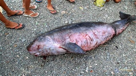 Pygmy sperm whale (Kogia breviceps) found dead at Bugasong, Antique - Philippines Report