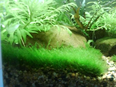 Java moss carpet - Tropical Fish Keeping - Aquarium fish care and resources