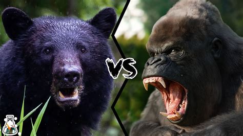 BLACK BEAR VS GORILLA - Who Would Win In A Fight? - YouTube