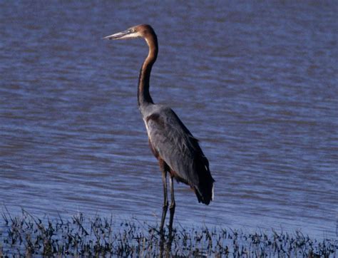 Aves - The Birds | Wildlife Journal Junior