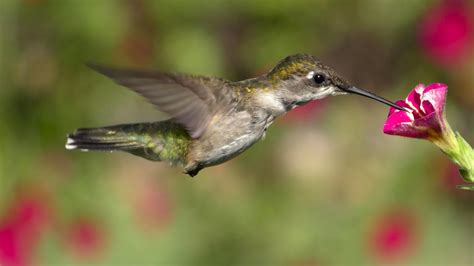 Stanford University Researchers Seek to Explain the Mysterious Hovering ...