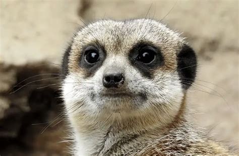 Meerkat - Description, Habitat, Image, Diet, and Interesting Facts