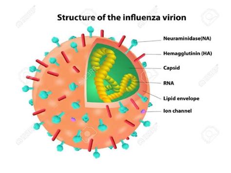 Orthomyxovirus - Morphology and laboratory diagnosis | PPT