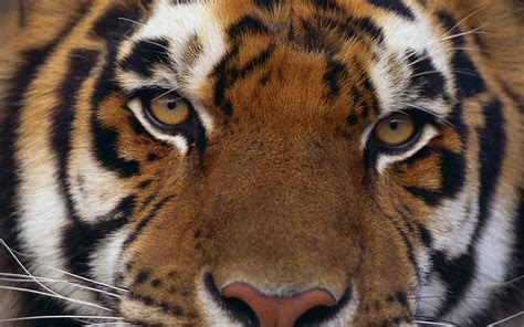 Tiger Eyes hd wallpaper ~ The Wallpaper Database