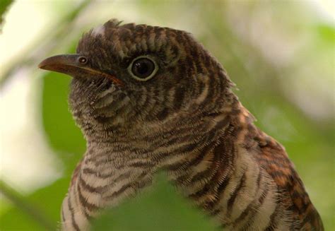 Common Cuckoo by Neil Rolph - BirdGuides | Bird species, Cuckoo, Bird