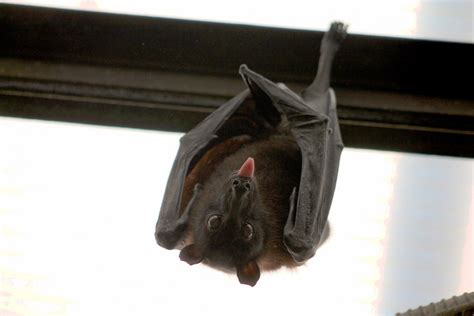 Two more new species of dog-faced bats discovered in South America ...