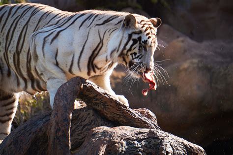 tiger white tiger eating raw meat on rock wildlife Image - Free Stock Photo