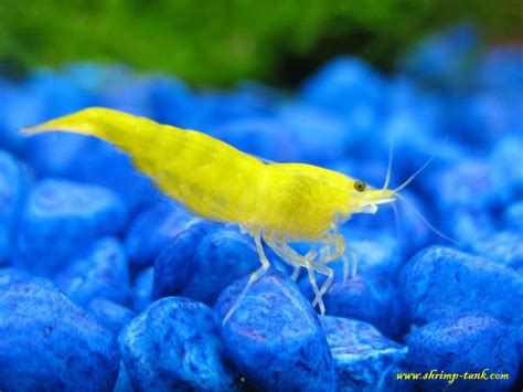 Yellow Shrimps (Neocaridina heteropoda var. yellow) Photos