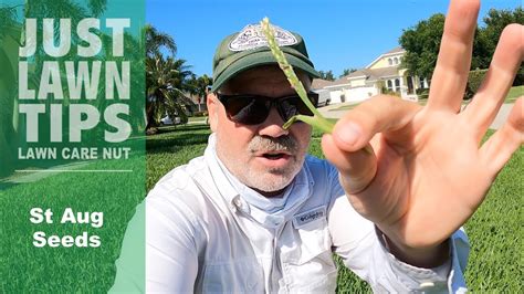 St Augustine Grass Seed In The Lawn - What Does It mean? - YouTube