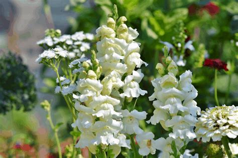 Snapdragon Flowers: 18 Types (Plus Their Meaning & Care)