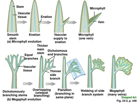 PPT - The Plant Kingdom: Seedless Vascular Plants PowerPoint Presentation - ID:1158045