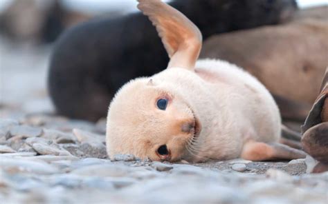 Albino seal pup : r/sealsdoingthings