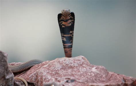 Mozambique Spitting Cobra: History, Facts, Size, Habitat ...