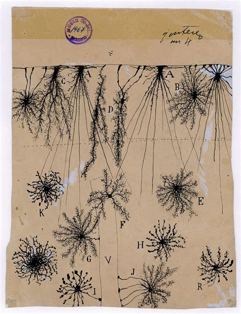 Santiago Ramón y Cajal, glial cells cerebral cortex of a child ...