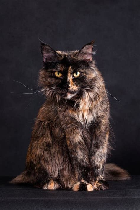 857 Tortoiseshell Maine Coon Cat Stock Photos - Free & Royalty-Free ...