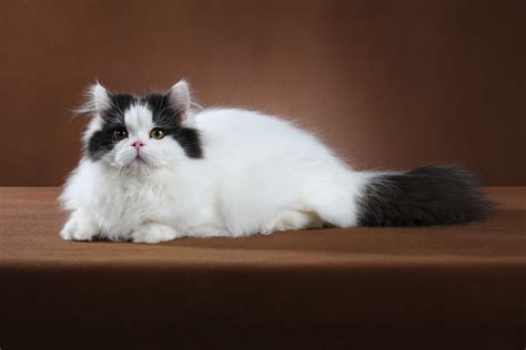 Black And White Persian Cats