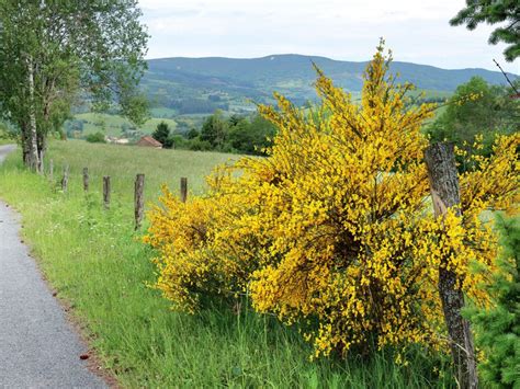 Broom Shrub Plants - Where Do Broom Shrubs Grow