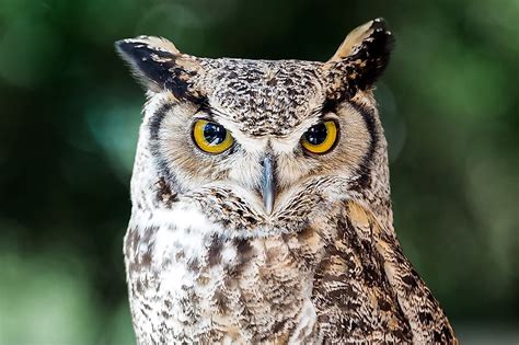 What is the World's Largest Owl Species? - WorldAtlas