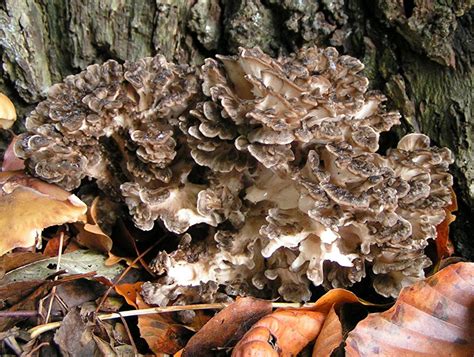 Maitake Mushrooms – An Introduction and Health Benefits | Fit For The Soul