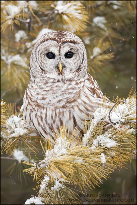 barred owl in the snowy tree - Birds Photo (36099752) - Fanpop