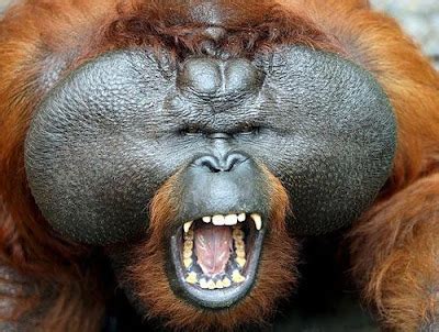 Ugly Overload: Orangutan Teeth