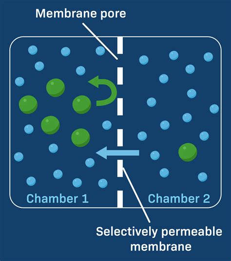 Selective Permeability