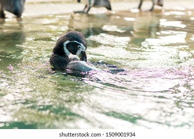 Baby Penguin Swimming Pool Little Penguins Stock Photo 1509001934 ...