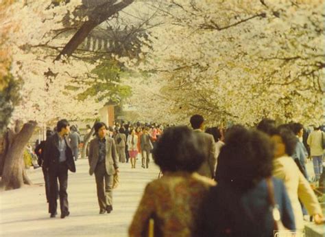 Seoul-cherry blossoms | Seoul, Korea 1978-79 | Bob Simpson | Flickr