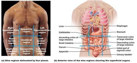 epigastric region - Google Search | Human body anatomy, Human digestive ...